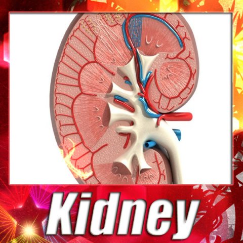 kidney anatomy high detailed Model 3D .c4d .max .obj .3ds .fbx .stl .blend