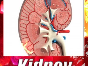 kidney anatomy  high detailed 3D Модель