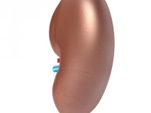 kidney anatomy  high detailed 3D Model