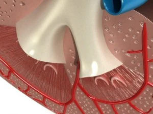 kidney anatomy  high detailed 3D Model