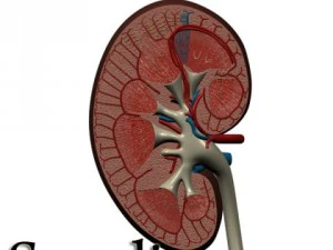 kidney anatomy  high detailed 3D Model
