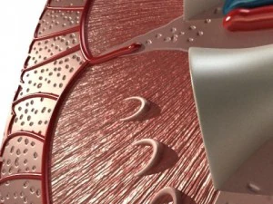 kidney anatomy  high detailed 3D Model