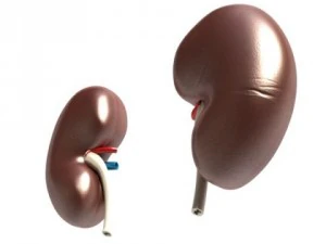 kidney anatomy  high detailed 3D Model