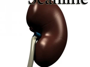 kidney anatomy  high detailed 3D Model