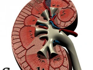 kidney anatomy  high detailed 3D Model