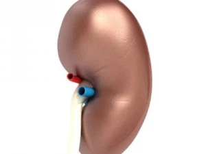 kidney anatomy  high detailed 3D Model