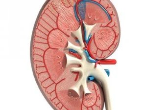 kidney anatomy  high detailed 3D Model
