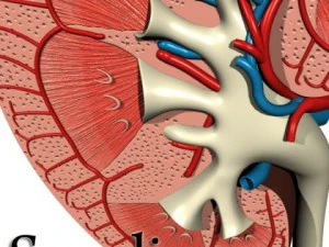 kidney anatomy  high detailed 3D Model