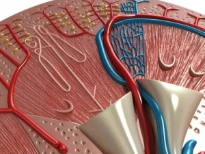 kidney anatomy  high detailed 3D Model