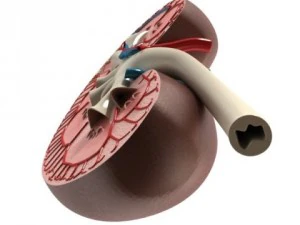 kidney anatomy  high detailed 3D Model