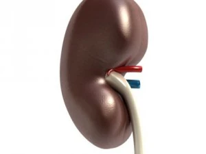 kidney anatomy  high detailed 3D Model