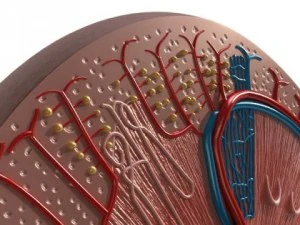 kidney anatomy  high detailed 3D Model