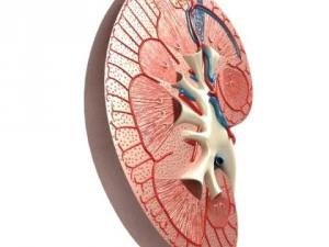 kidney anatomy  high detailed 3D Model