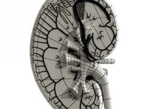 kidney anatomy  high detailed 3D Model