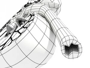 kidney anatomy  high detailed 3D Model