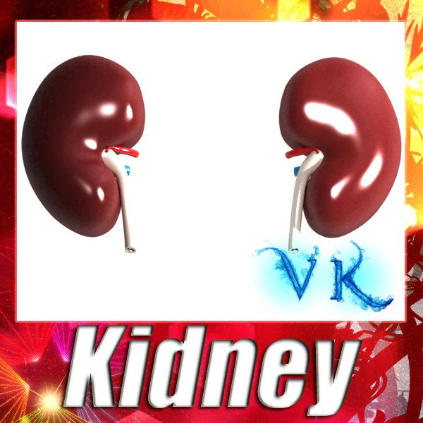 human kidneys high detail 3D Model .c4d .max .obj .3ds .fbx .stl .blend 