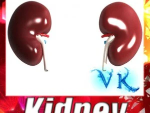 人間の腎臓の詳細 3Dモデル