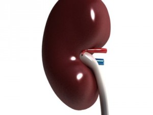 human kidneys high detail Model 3D
