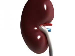 human kidneys high detail 3D Model