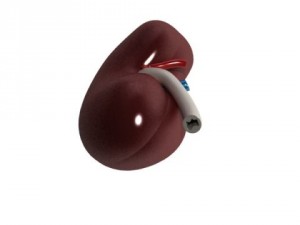 human kidneys high detail Model 3D