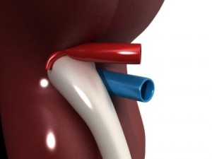 human kidneys high detail Model 3D