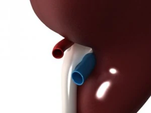 human kidneys high detail 3D Model
