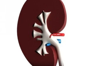 human kidneys high detail 3D Model