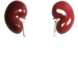 human kidneys high detail 3D Model