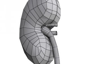 human kidneys high detail 3D Model