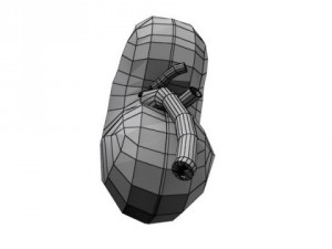 human kidneys high detail Model 3D