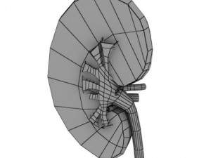human kidneys high detail Model 3D