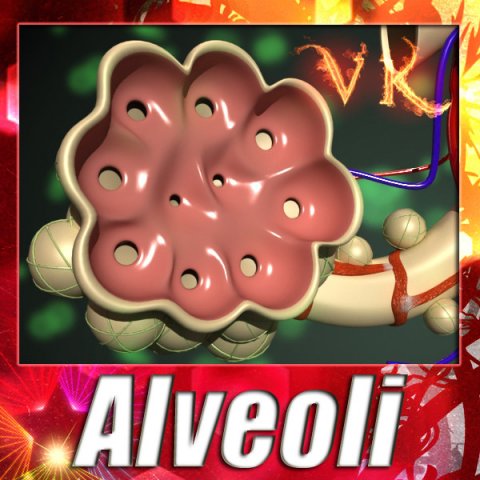 alveoli anatomy 3D-Modell .c4d .max .obj .3ds .fbx .stl .blend 