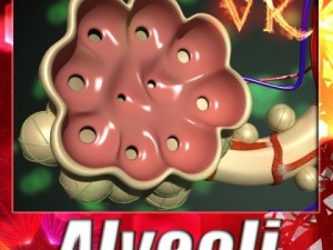 alveoli anatomy 3Dモデル