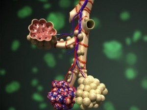 alveoli anatomy 3D-Modell