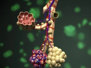 alveoli anatomy 3D Model