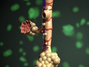 alveoli anatomy 3D-Modell