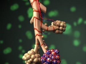 alveoli anatomy 3D-Modell