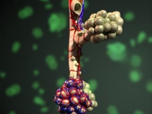 alveoli anatomy 3D-Modell