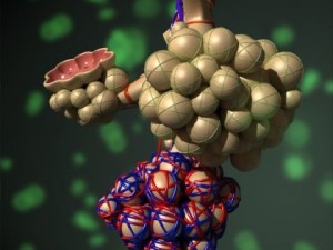 alveoli anatomy 3D-Modell