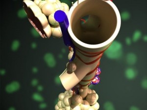 alveoli anatomy 3D-Modell