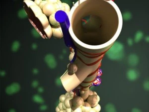 alveoli anatomy 3D Model
