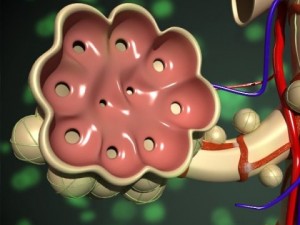 alveoli anatomy 3D-Modell