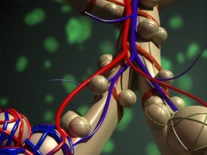 alveoli anatomy 3D-Modell