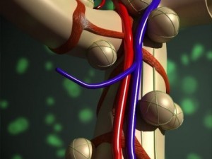 alveoli anatomy 3D-Modell