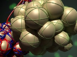 alveoli anatomy 3D-Modell