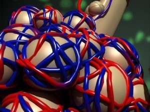 alveoli anatomy 3D-Modell