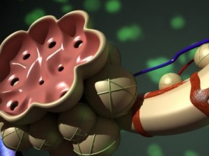 alveoli anatomy 3D-Modell