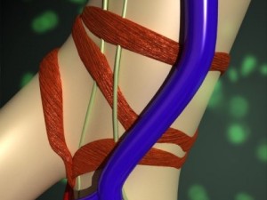 alveoli anatomy 3D-Modell