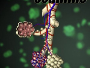 alveoli anatomy 3D-Modell