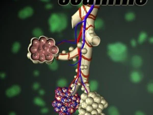 alveoli anatomy 3D Model